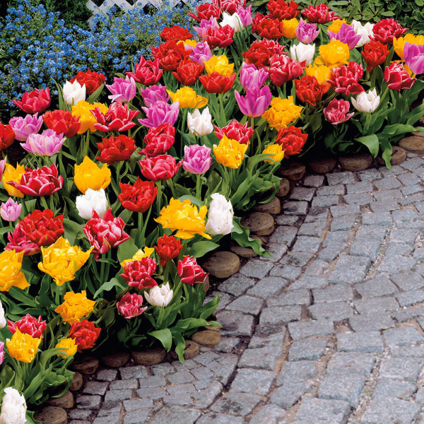 Plnokvěté rané tulipány (15)