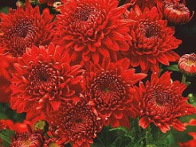 Chryzantéma Feuerzauber (1)