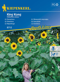 King Kong, slunečnice