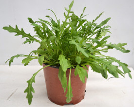 Rukola - Roketa setá