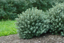 Rakytník Hikul, samčí rostlina