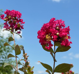 Lagerstroémie Petite Red