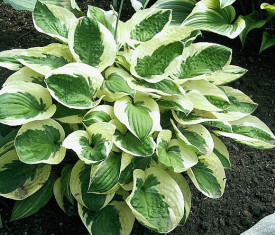 Hosta Brim Cup