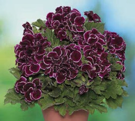 Aristo Black Beauty, muškát (1)