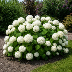 Hortenzie Annabelle