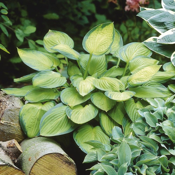 Hosta Gold Standard