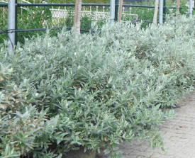 Vrba švýcarská, keř