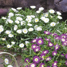 Delosperma White Wonder