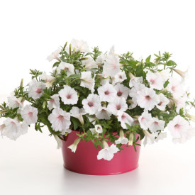 Supertunia Vista® Silverberry(3)