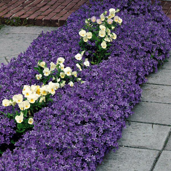 Zvonek Poscharkův Stella (3)