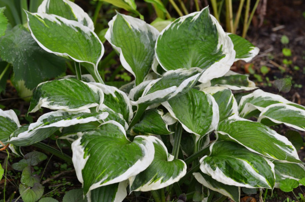 Hosta Patriot