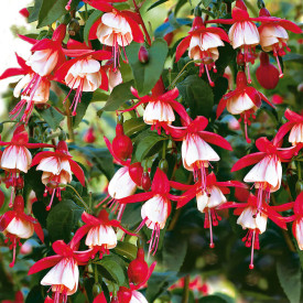 Fuchsie Madame Cornelissen