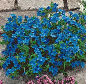 Kamejka "Heavenly Blue" 