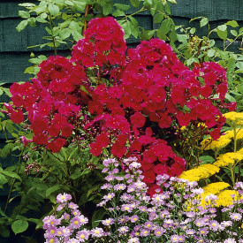 Plamenka latnatá, červená