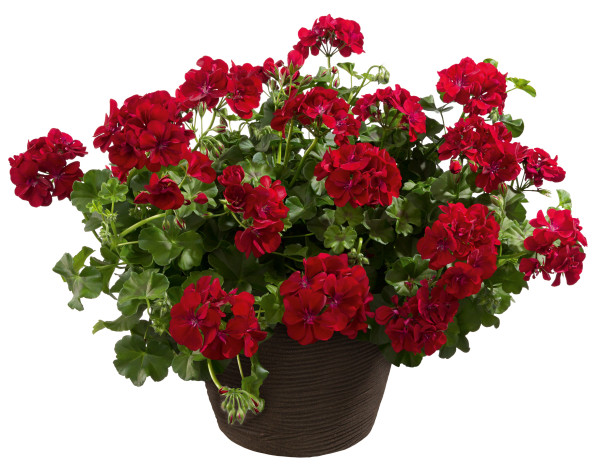 Royal Night, muškát (3)