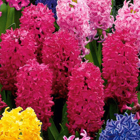 Hyacinty, červené(3)