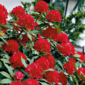 Rododendron červený