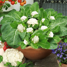 Multiflora, květák