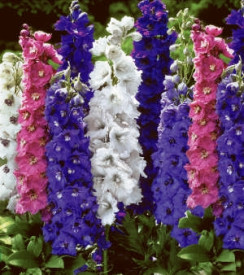 Ostrožka stračka, bílá