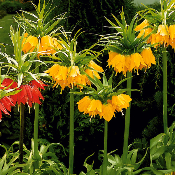 Řebčík královský, žlutý (1)