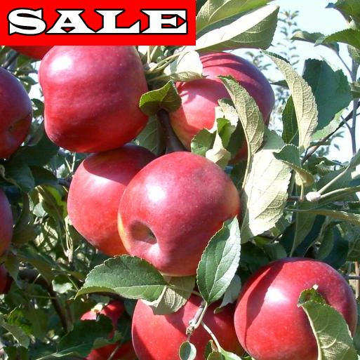 Jonathan, volné kořeny