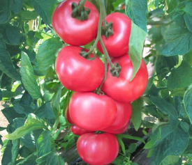 Honey Moon, rajčata