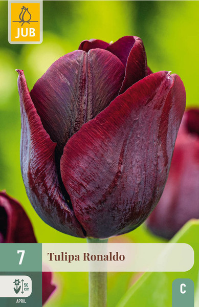 Ronaldo, tulipány (7)