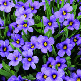 Badil úzkolistý Sapphire (1)