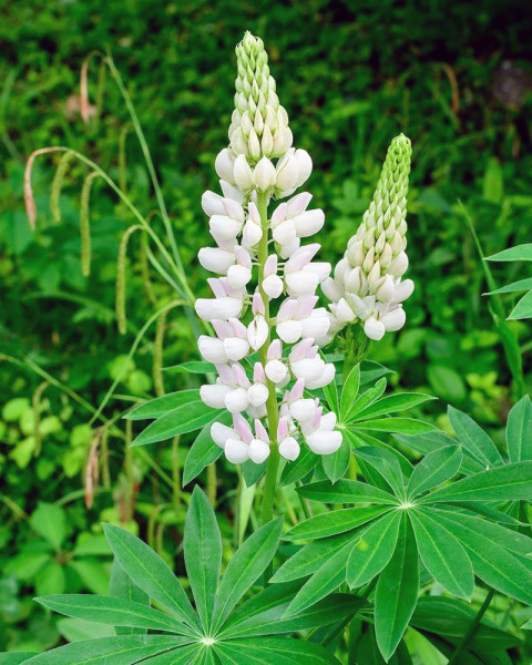 Lupina mnoholistá, bílá