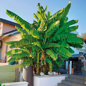 Zimovzdorný banánovník