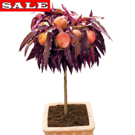 Zakrslá broskev Crimson