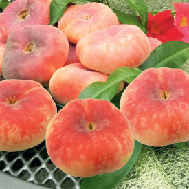 Plochá broskev SugarBaby®, kontejner