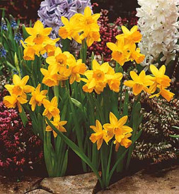 Tete-a-Tete, narcisy