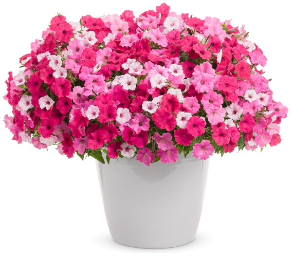 3 Petúnie Supertunia Vista
