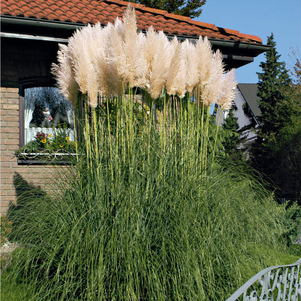 Kortaderie pampová, bílá