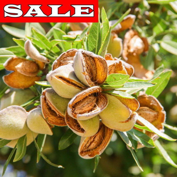 Mandloň Tuono, volné kořeny