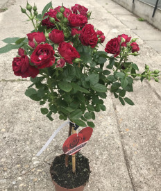Stromková růže, tmavě červená