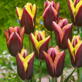 Striped Bats, tulipány (10)
