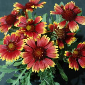 Kokarda Burgunder (3)