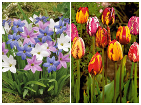 Ifejon + Rembrandt tulipány