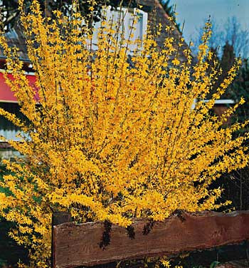 Zlatice prostřední