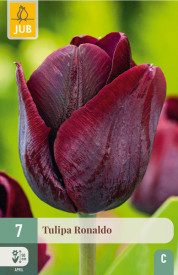 Ronaldo, tulipány (7)