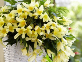 Begónie Beauvilia® , Lemon (1)