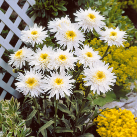 Kopretina Crazy Daisy (1)