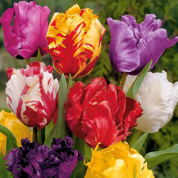 Papouškovité tulipány (15)