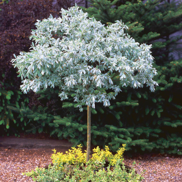 Vrba švýcarská, stromek