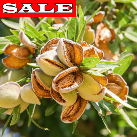 Mandloň Tuono, volné kořeny