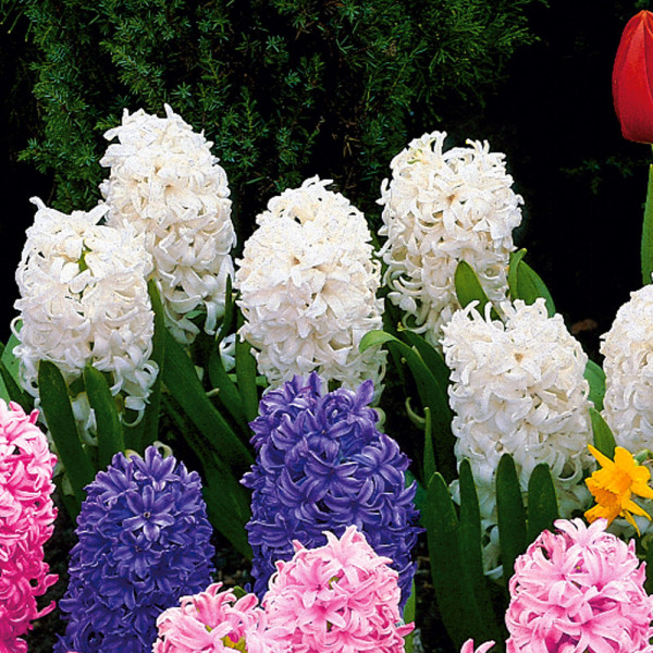Hyacinty, bílé(3)