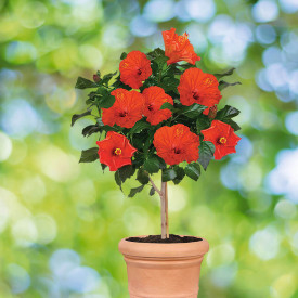 Ibišek stromek, červený