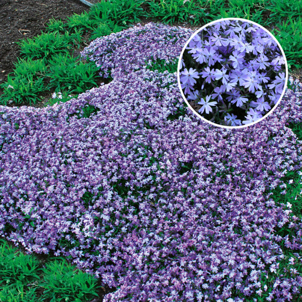 Plamenka šídlolistá, fialová